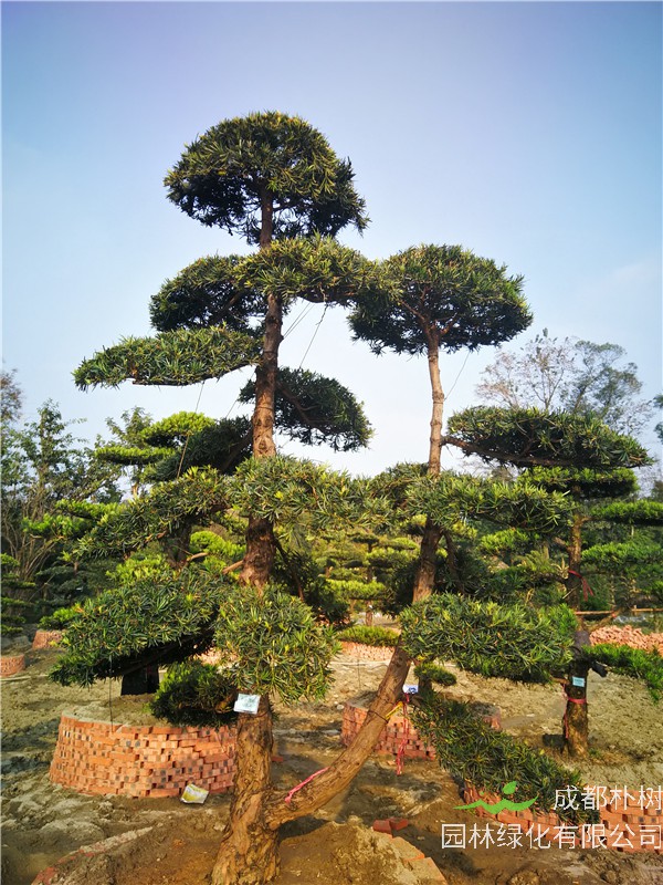 成都苗木基地罗汉松【苗圃种植基地直销】24公分价格36000-38000元